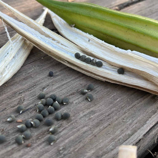 okra seeds 100gm