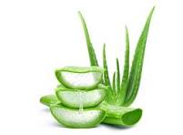 Fresh Aloevera Leaves 1kg