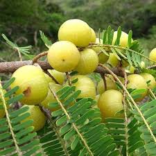 srihari bhumi amla juice 450 ml