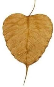 srihari dry peepal leaf 50 gm for maintain BP health