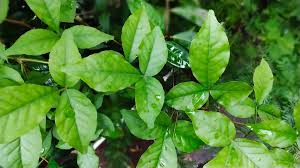 srihari belpatri leaf juice 900ml