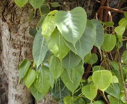 srihari peepal leaf powder 100gm for maintain Blood pressure