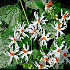 sihari harsingar leaf powder capsule 90 for joint pain